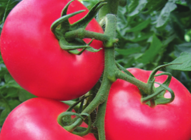 Limei Large Pink Tomato Seeds
