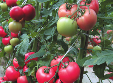 Limei Large Pink Tomato Seeds