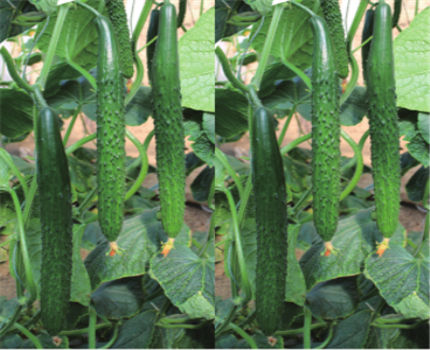 Lvdi 816 Slicing Cucumber Seeds