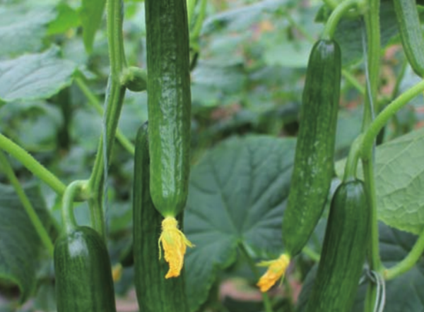 Lvlong Mini Snack Cucumber Seeds