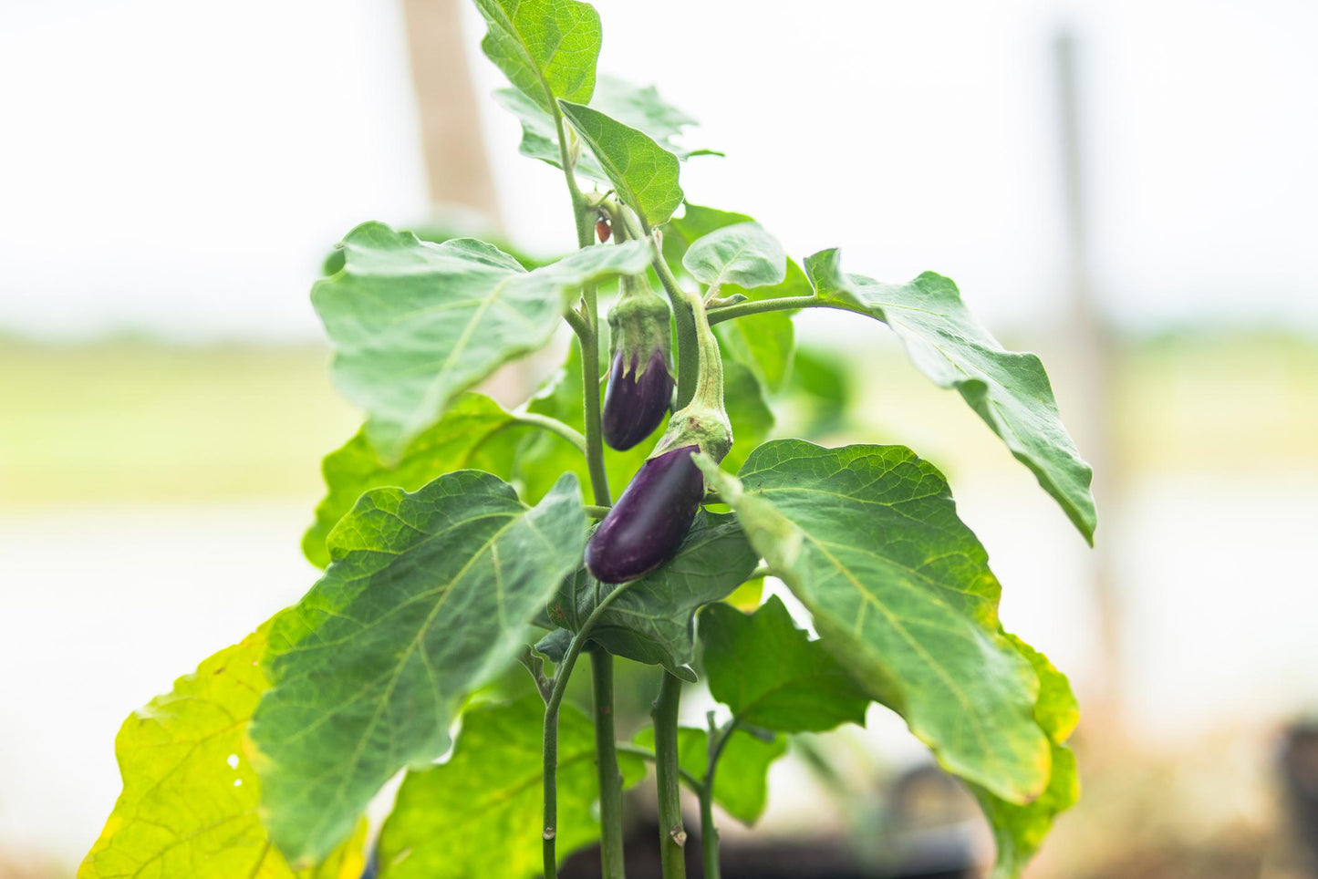 Atlas Midnight Silk Asian Eggplant Seeds – Premium Non-GMO Tender Garden Variety