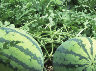 Ou Li Watermelon Seeds
