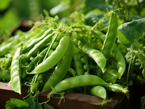 Pea Seeds