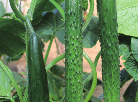 Qiangsheng 619 Slicing Cucumber Seeds