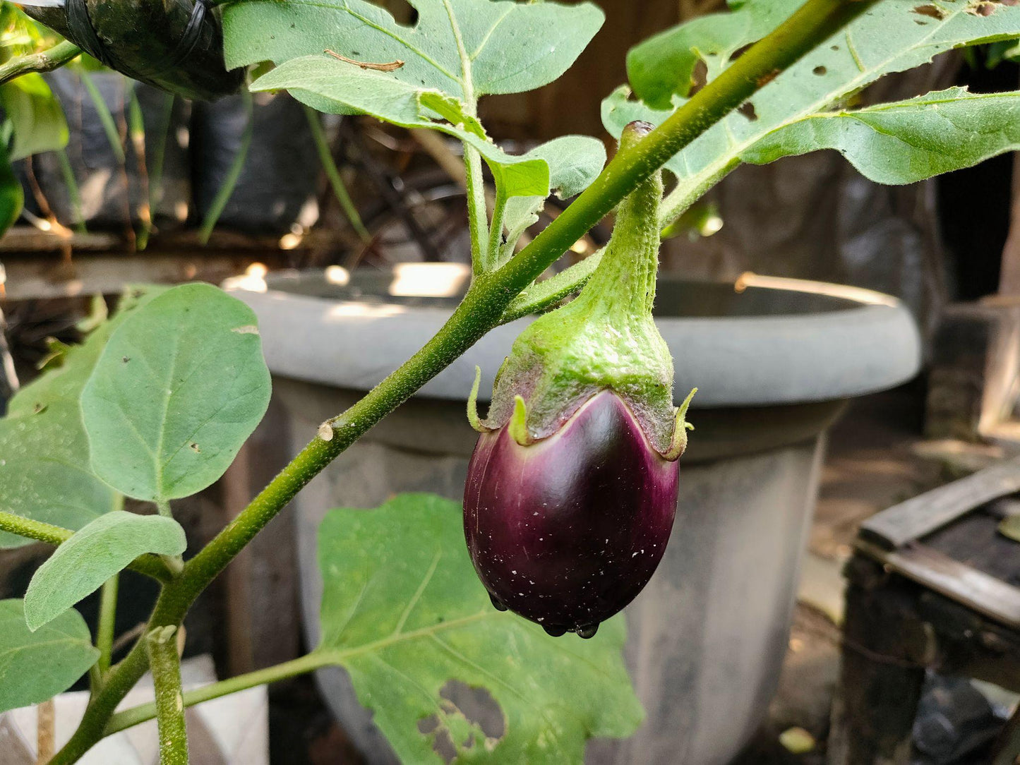 Atlas Midnight Silk Asian Eggplant Seeds – Premium Non-GMO Tender Garden Variety