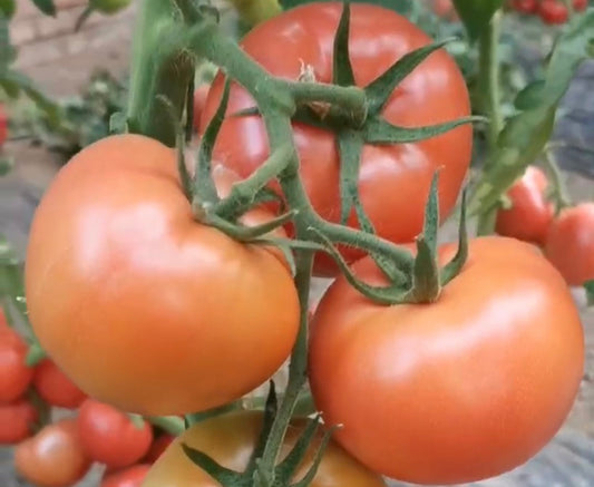 Sadun No.6 Premium-Flavour Tomato Seeds