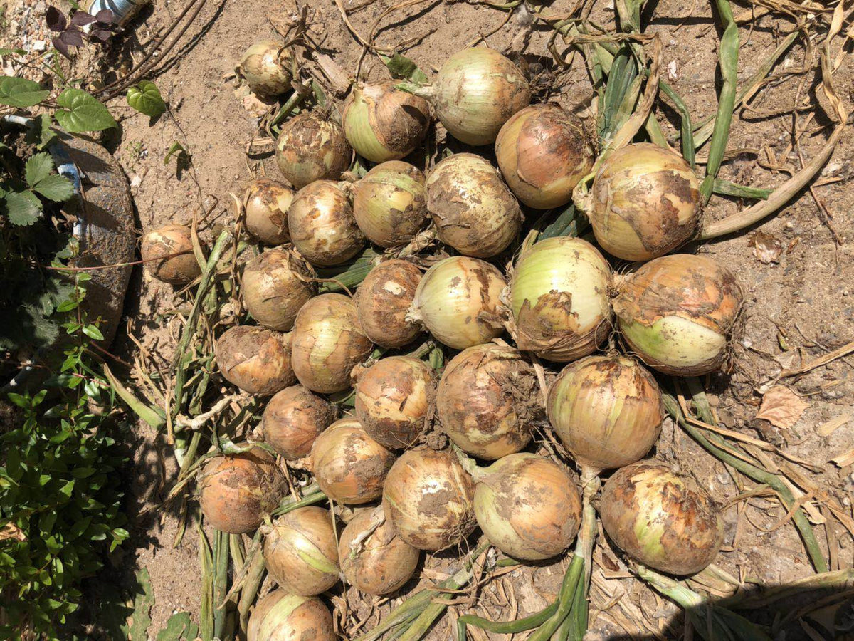 Short-Day No.2 Yellow Onion Seeds