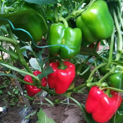 Sweet Pepper -Red Bell Vegetable Seeds