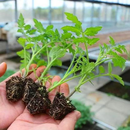 Tomato -Cherry Ruby Vegetable Seeds