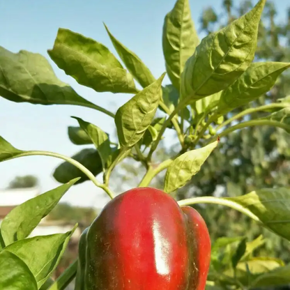 Sweet Pepper -Red Bell Vegetable Seeds
