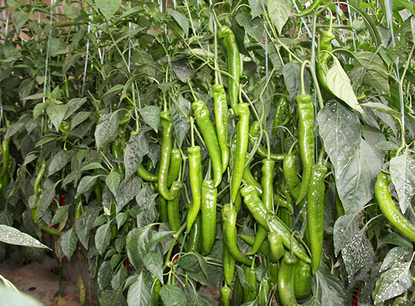 Teluosi 7209 Pointed Chilli Seeds