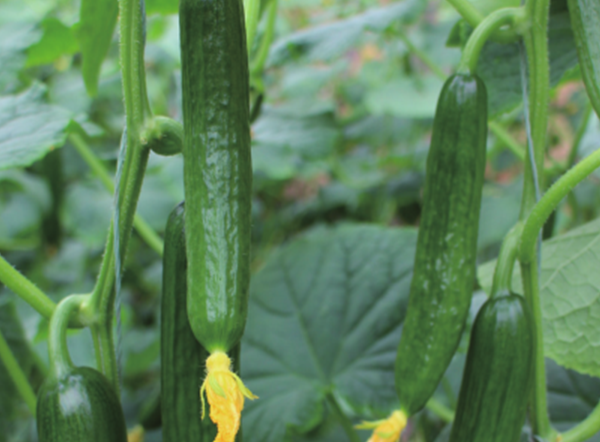 Tongyi 808 Mini Snack Cucumber Seeds