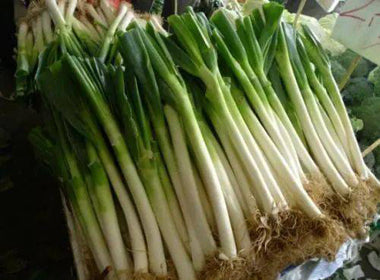 Welsh Onion Seeds