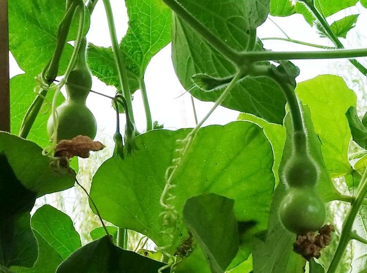 Xiaohulu Ornamental Gourd Seeds