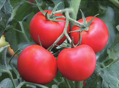 Yali Large Pink Tomato Seeds