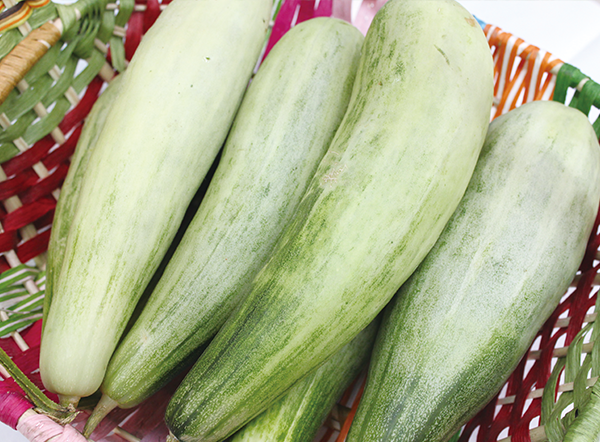 Yangjiaomi 16-03 Sweet Melon Seeds