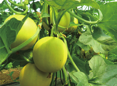 Yilishabai No.5 Sweet Melon Seeds