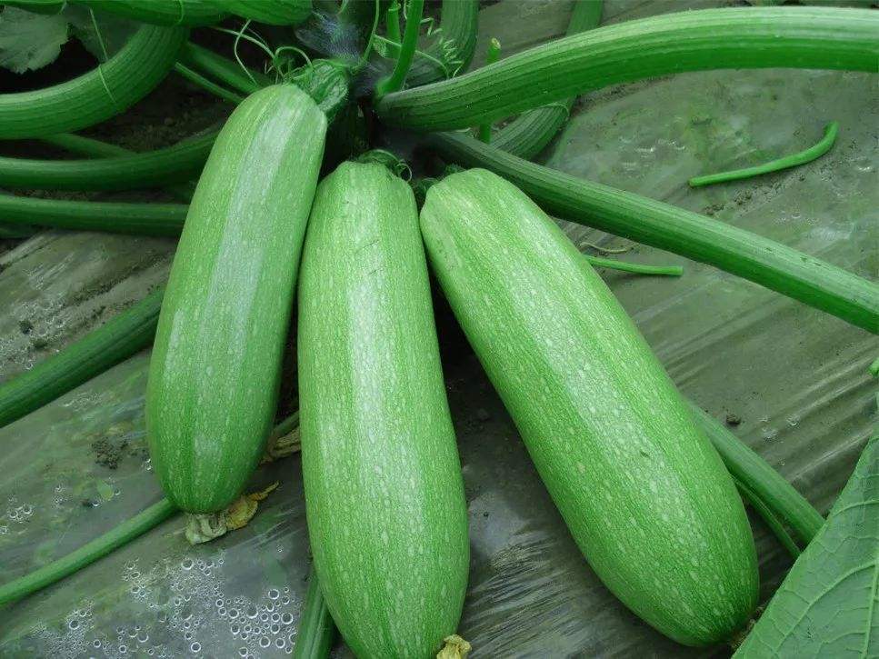 Yuexialvyu 120 Courgette (Zucchini) Seeds