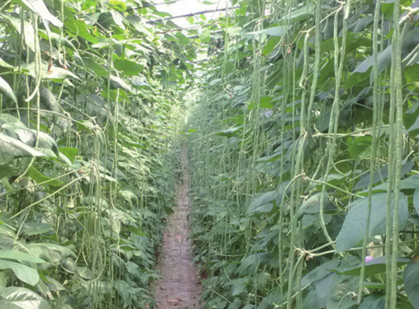 Zhangguangong Yardlong Bean Seeds