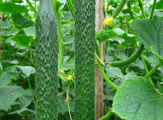 Zhongda 736A Slicing Cucumber Seeds