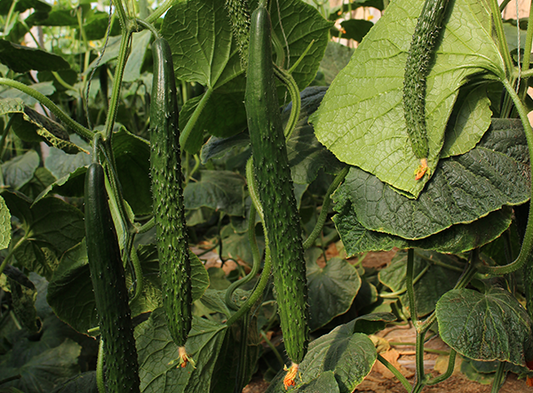 Zhongda 736B Slicing Cucumber Seeds