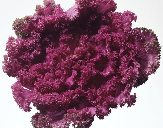 Zidasusheng Lettuce Seeds